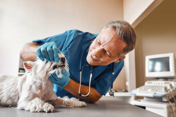 Best Cracked Tooth Emergency Dentist  in Fort Morgan, CO
